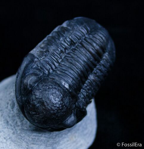 D Gerastos Trilobite On Stone Pedestal #2351